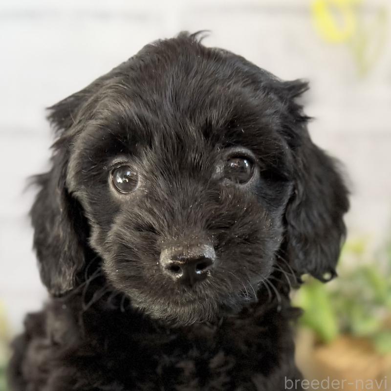 販売中の埼玉県のダップー:ミニチュアダックスフンド×トイプードル-436570の2枚目