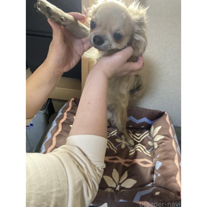 販売中の千葉県のチワワ(ロングコート)-408712の15枚目