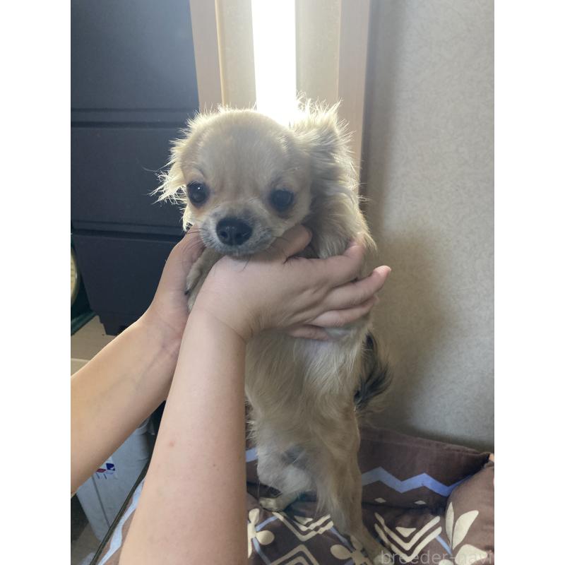 販売中の千葉県のチワワ(ロングコート)-408712の13枚目