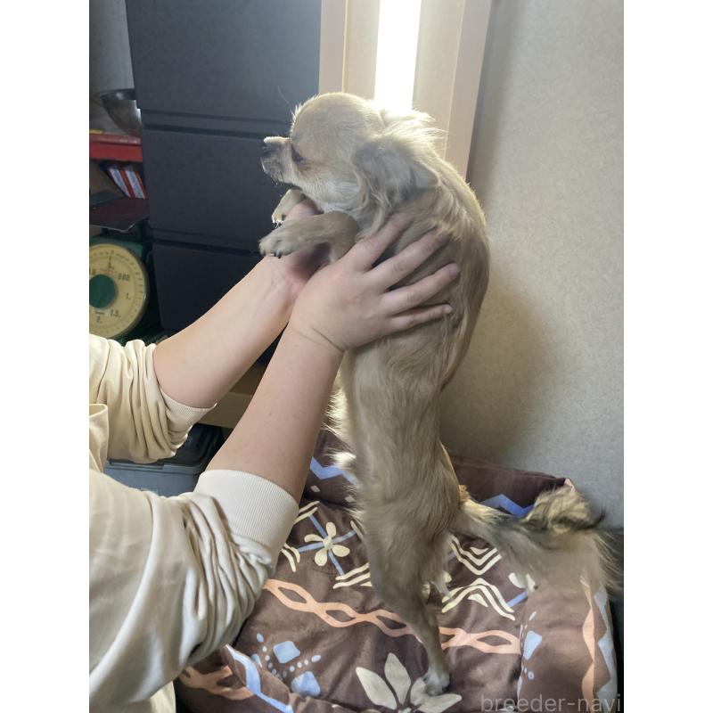 販売中の千葉県のチワワ(ロングコート)-408712の12枚目