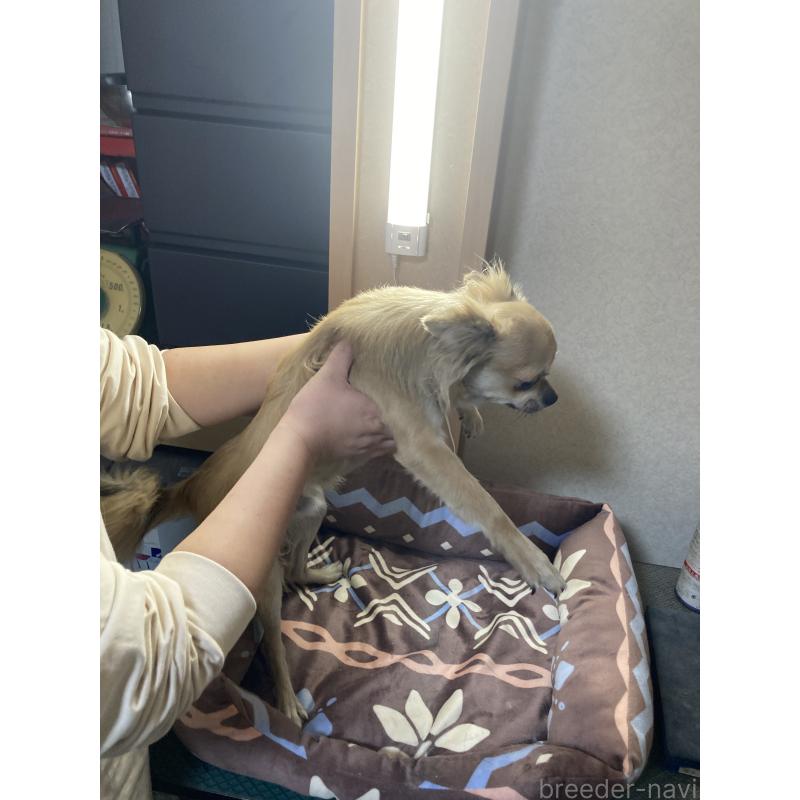 販売中の千葉県のチワワ(ロングコート)-408712の10枚目