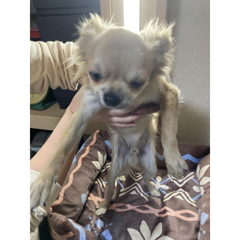 販売中の千葉県のチワワ(ロングコート)-408712の9枚目