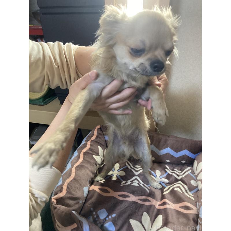 販売中の千葉県のチワワ(ロングコート)-408712の8枚目