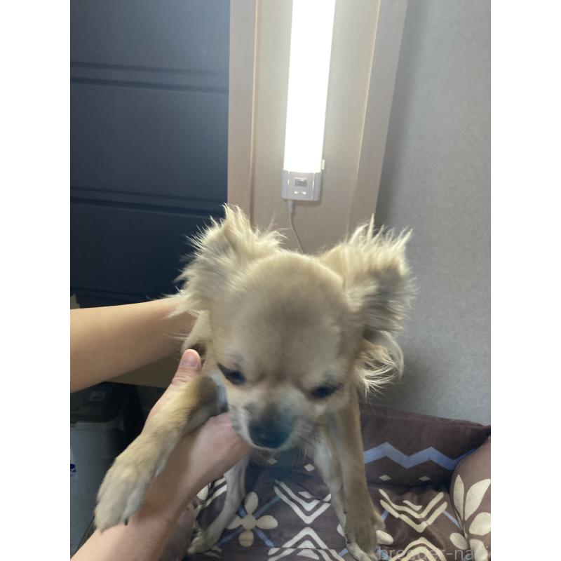 販売中の千葉県のチワワ(ロングコート)-408712の7枚目