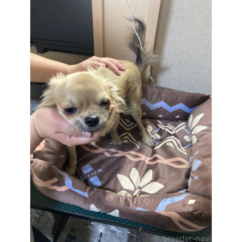 販売中の千葉県のチワワ(ロングコート)-408712の6枚目