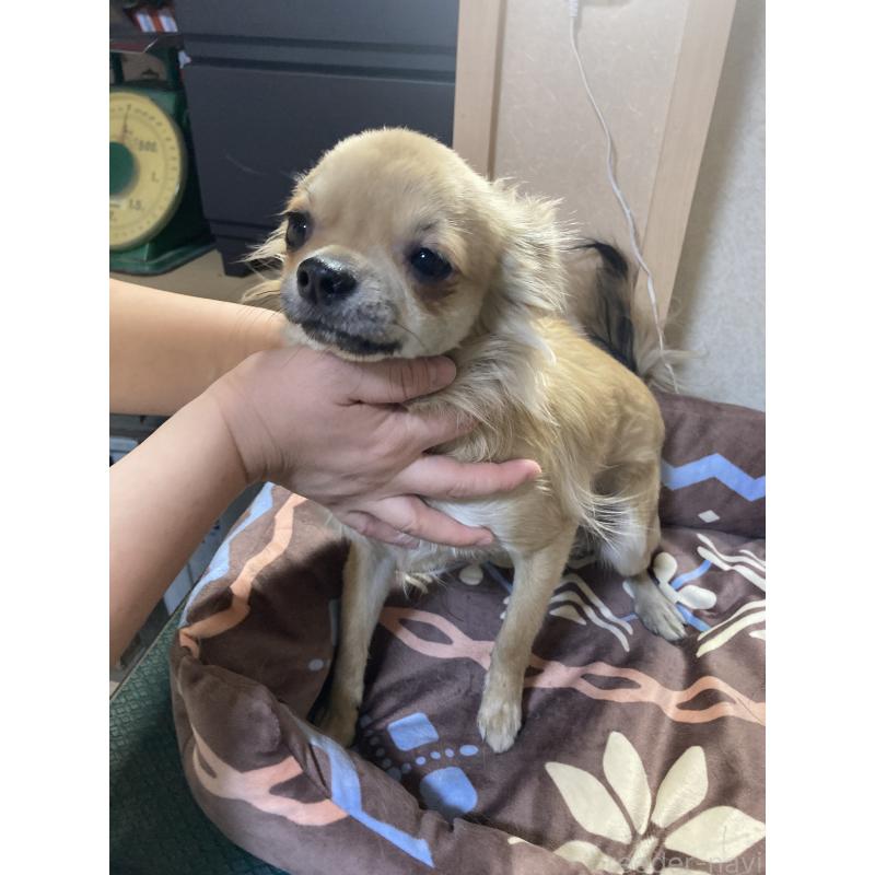 販売中の千葉県のチワワ(ロングコート)-408712の5枚目