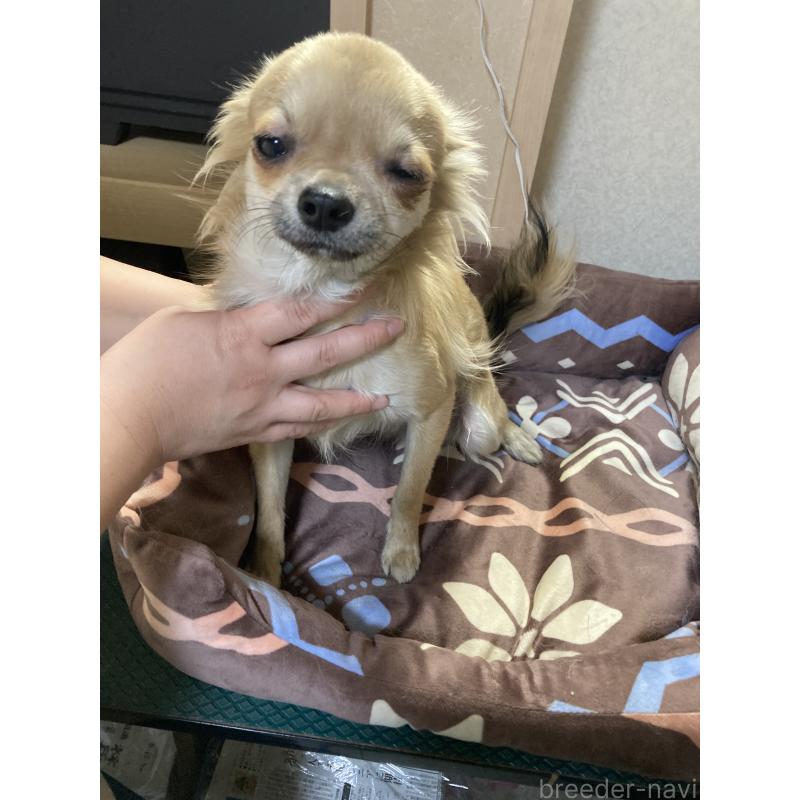 販売中の千葉県のチワワ(ロングコート)-408712の4枚目