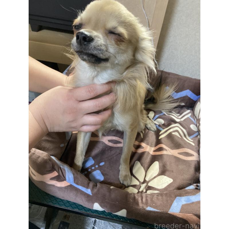 販売中の千葉県のチワワ(ロングコート)-408712の3枚目