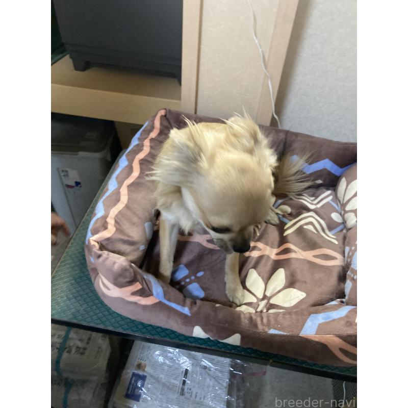 販売中の千葉県のチワワ(ロングコート)-408712の2枚目