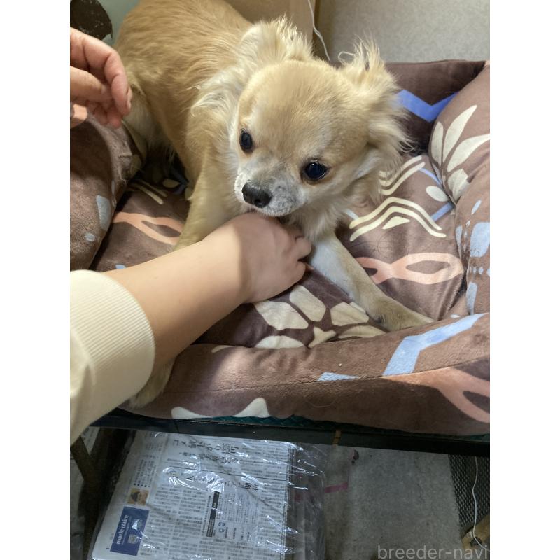 販売中の千葉県のチワワ(ロングコート)-408724の15枚目