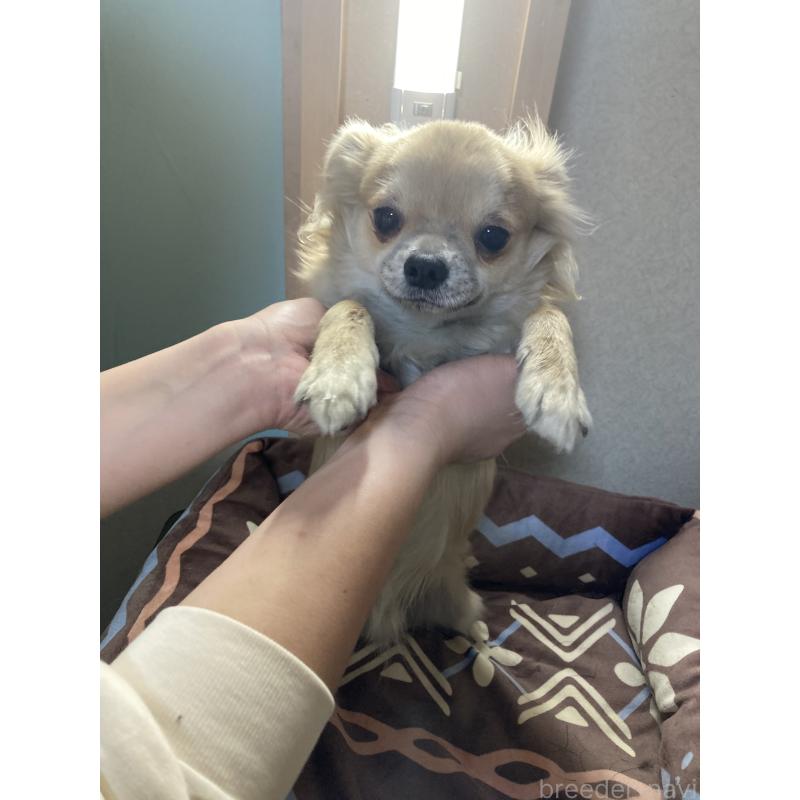 販売中の千葉県のチワワ(ロングコート)-408724の13枚目