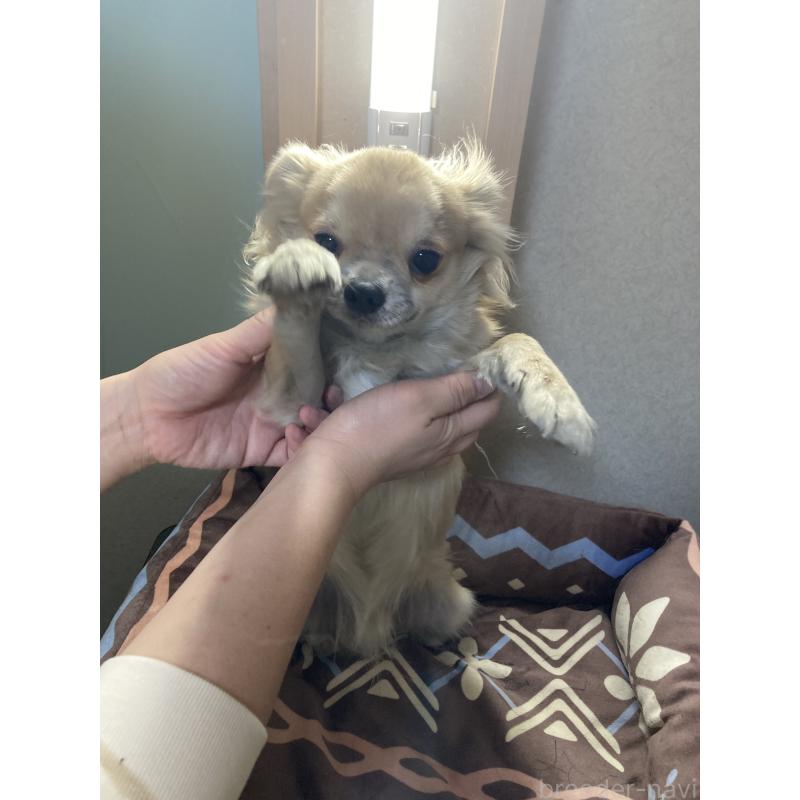 販売中の千葉県のチワワ(ロングコート)-408724の12枚目