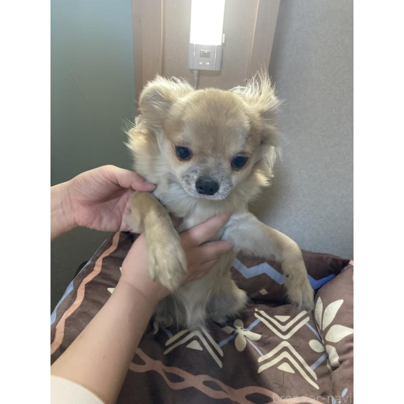 販売中の千葉県のチワワ(ロングコート)-408724の11枚目