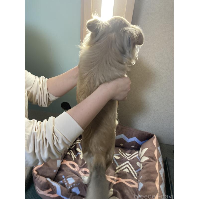 販売中の千葉県のチワワ(ロングコート)-408724の10枚目