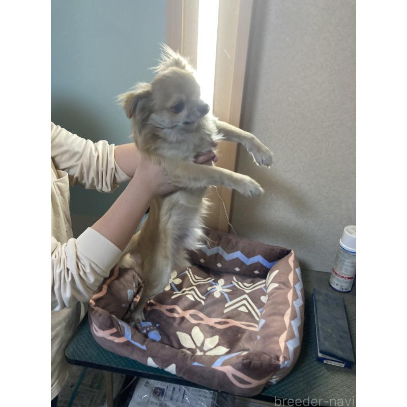 販売中の千葉県のチワワ(ロングコート)-408724の9枚目