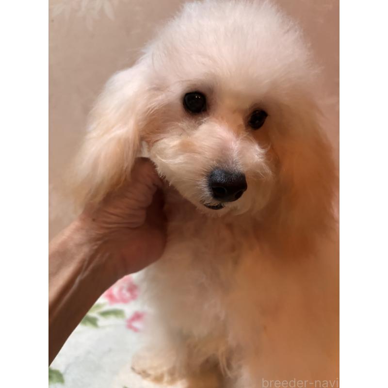 販売中の宮崎県のタイニープードル-436571の6枚目