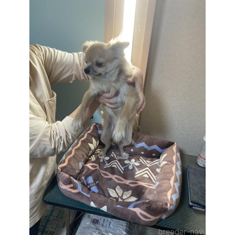 販売中の千葉県のチワワ(ロングコート)-408724の8枚目