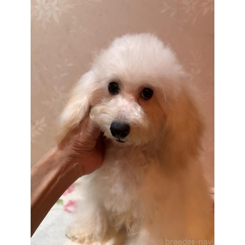 販売中の宮崎県のタイニープードル-436571の5枚目