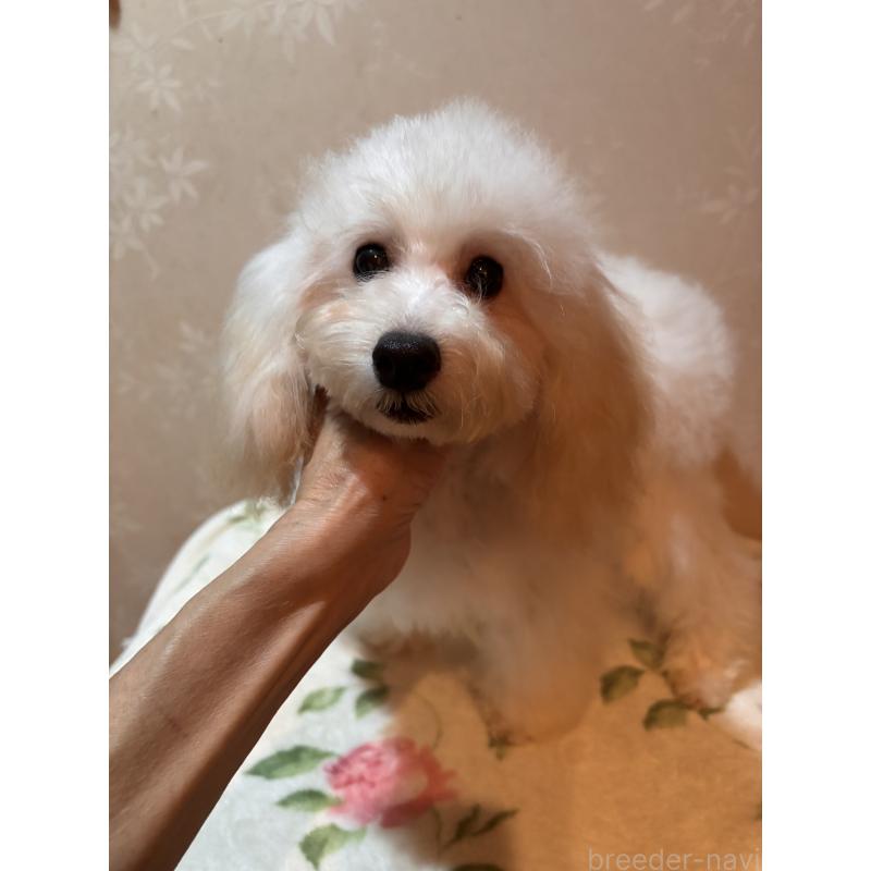 販売中の宮崎県のタイニープードル-436571の4枚目