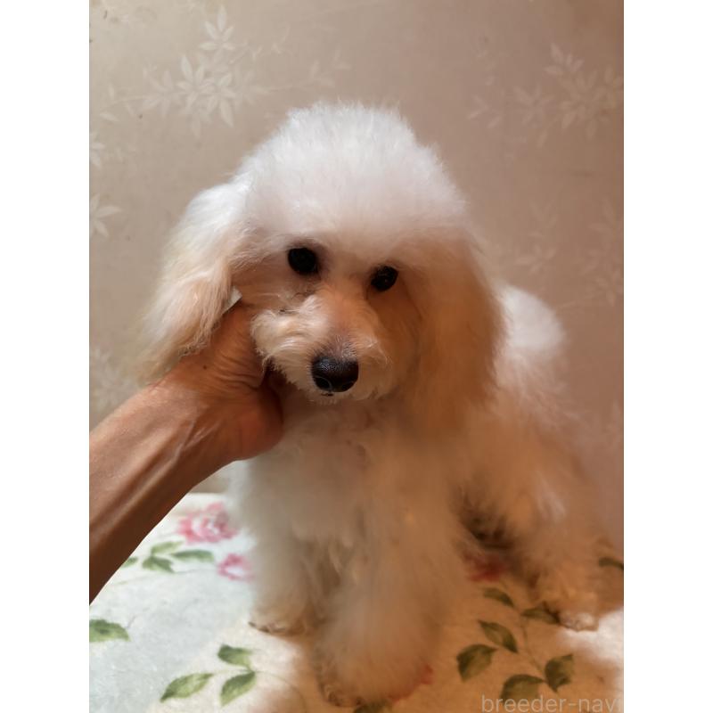 販売中の宮崎県のタイニープードル-436571の3枚目