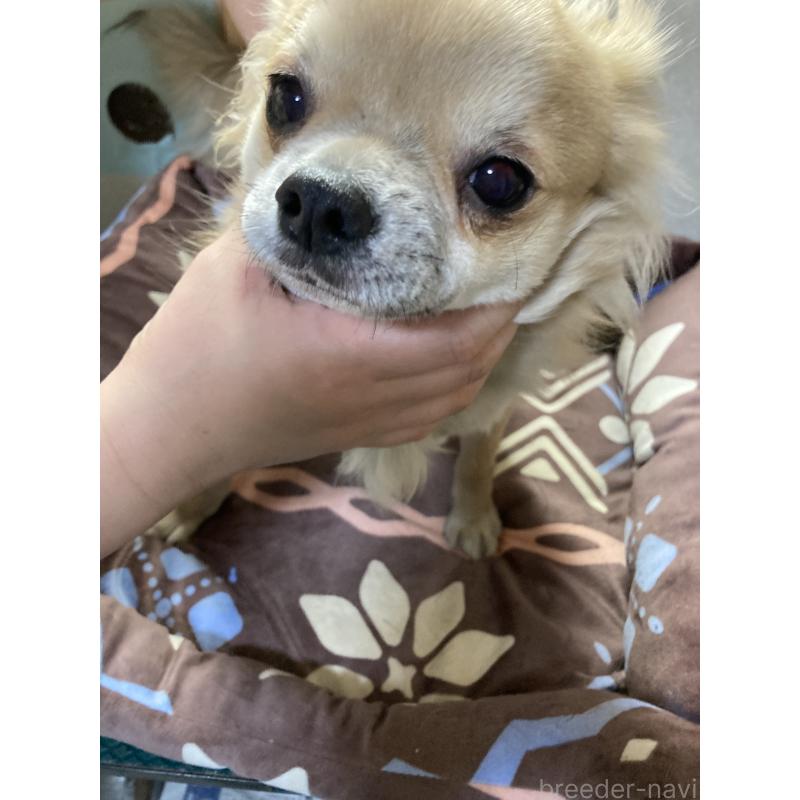 販売中の千葉県のチワワ(ロングコート)-408724の6枚目