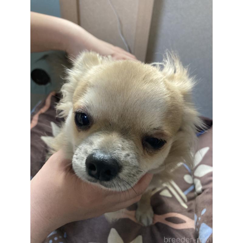 販売中の千葉県のチワワ(ロングコート)-408724の5枚目