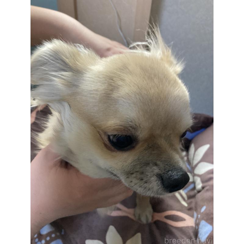 販売中の千葉県のチワワ(ロングコート)-408724の3枚目