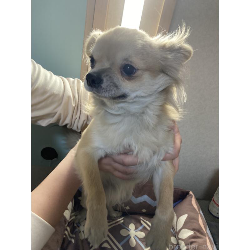 販売中の千葉県のチワワ(ロングコート)-408724の2枚目