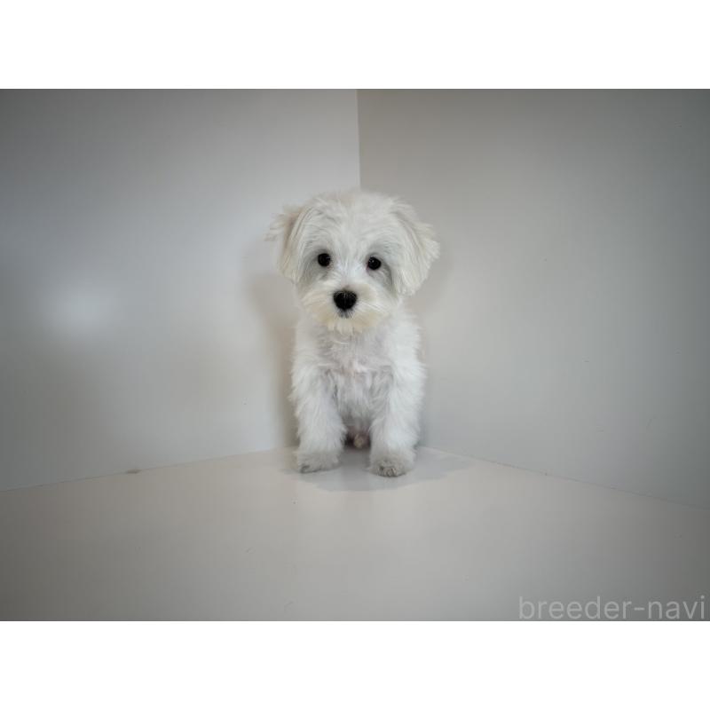 販売中の広島県のマルチーズ-405279の3枚目