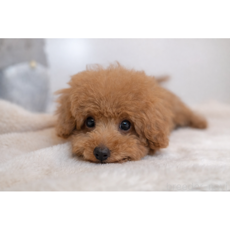 販売中の広島県のタイニープードル-436572の2枚目