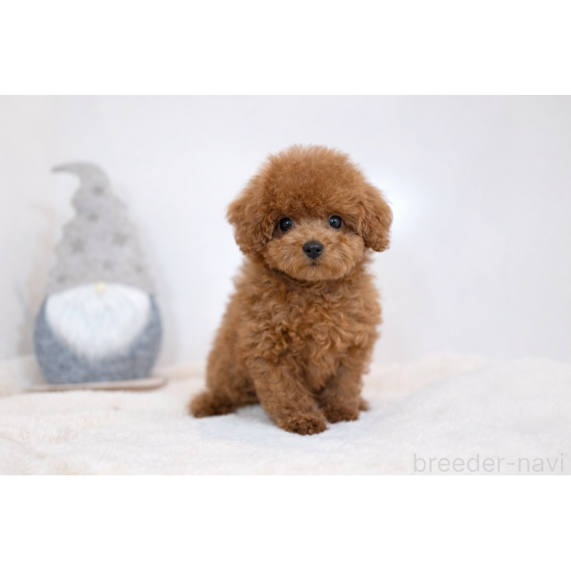 販売中の広島県のティーカッププードル-436573の3枚目