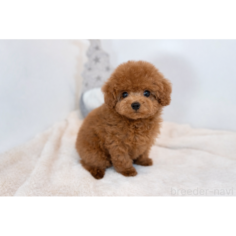 販売中の広島県のティーカッププードル-436573の2枚目