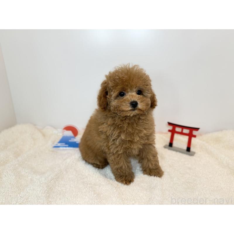 販売中の広島県のトイプードル-436574の2枚目