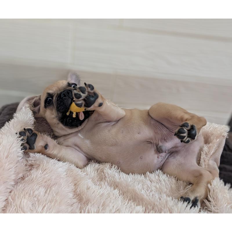 成約済の愛媛県のフレンチブルドッグ-419544の6枚目