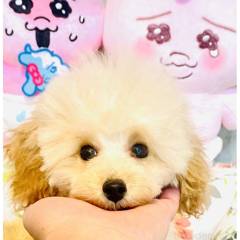 販売中の宮城県のティーカッププードル-423048