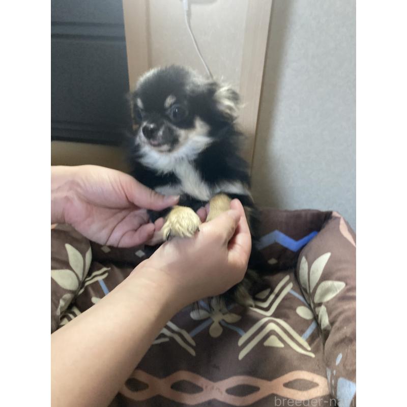 販売中の千葉県のチワワ(ロングコート)-408891の15枚目