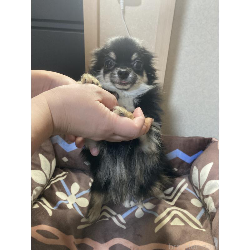 販売中の千葉県のチワワ(ロングコート)-408891の14枚目