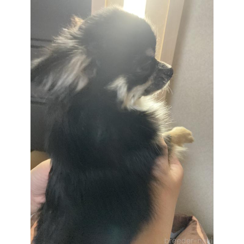 販売中の千葉県のチワワ(ロングコート)-408891の13枚目