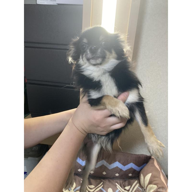 販売中の千葉県のチワワ(ロングコート)-408891の12枚目