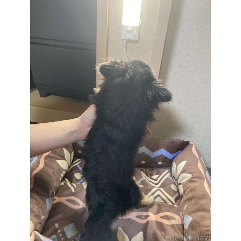 販売中の千葉県のチワワ(ロングコート)-408891の11枚目
