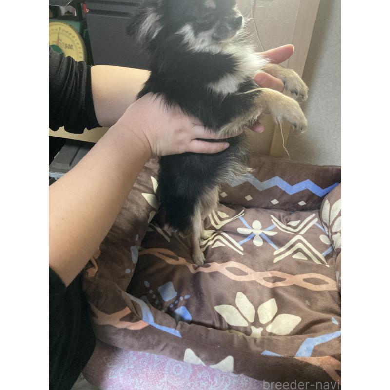 販売中の千葉県のチワワ(ロングコート)-408891の10枚目