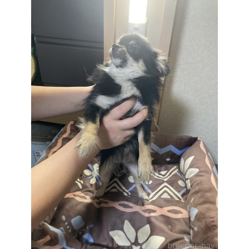 販売中の千葉県のチワワ(ロングコート)-408891の9枚目