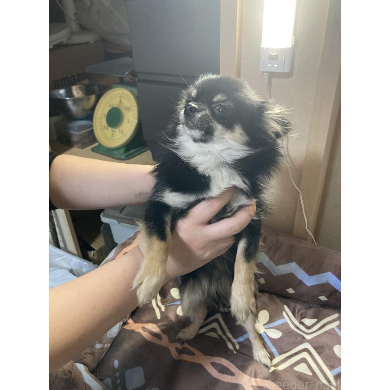 販売中の千葉県のチワワ(ロングコート)-408891の8枚目