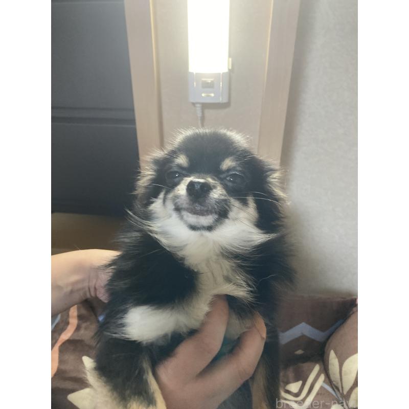 販売中の千葉県のチワワ(ロングコート)-408891の7枚目