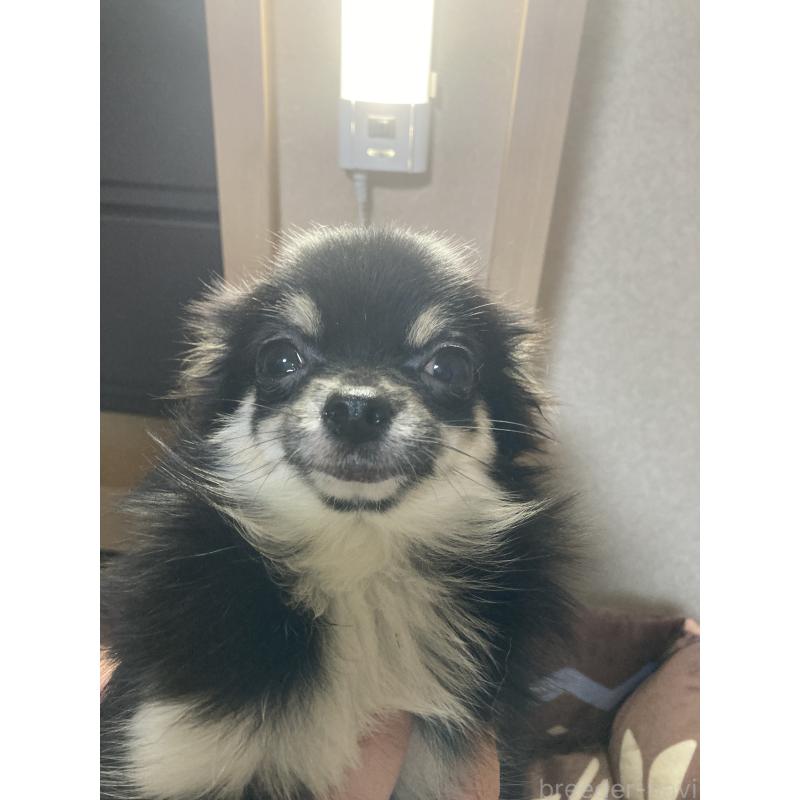 販売中の千葉県のチワワ(ロングコート)-408891の6枚目