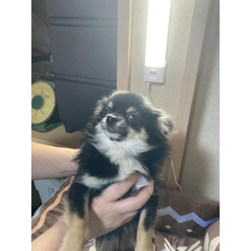 販売中の千葉県のチワワ(ロングコート)-408891の5枚目