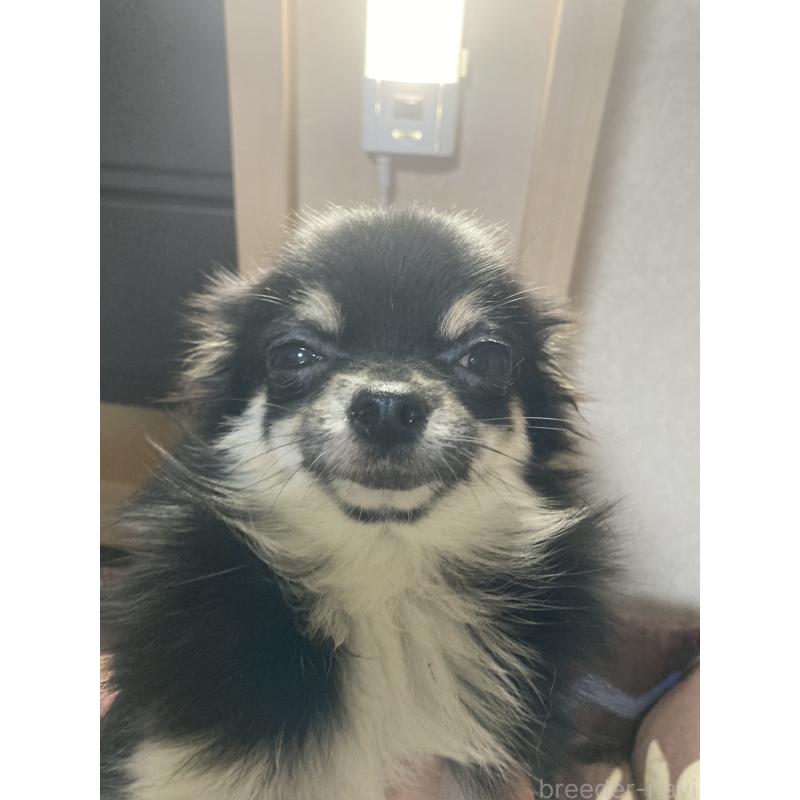 販売中の千葉県のチワワ(ロングコート)-408891の4枚目