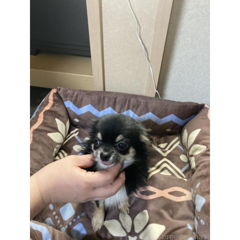 販売中の千葉県のチワワ(ロングコート)-408891の3枚目