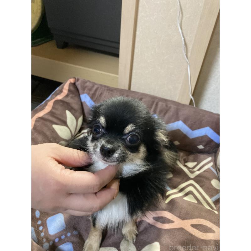 販売中の千葉県のチワワ(ロングコート)-408891の2枚目