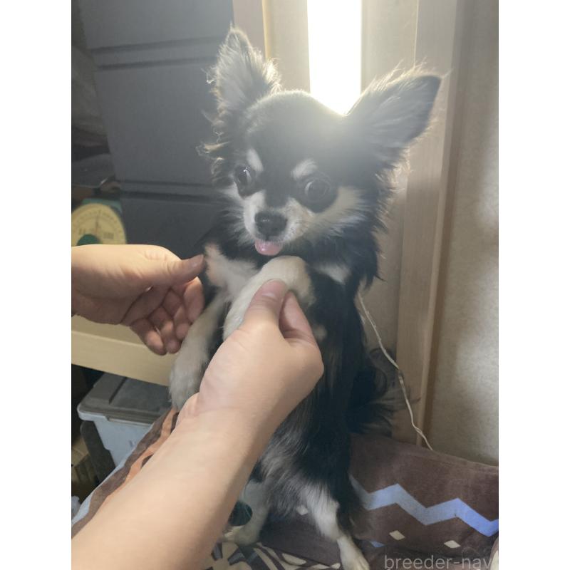 販売中の千葉県のチワワ(ロングコート)-408898の15枚目